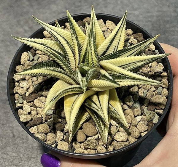 Хавортия - купить по выгодной цене в интернет-магазине OZON (790858050)