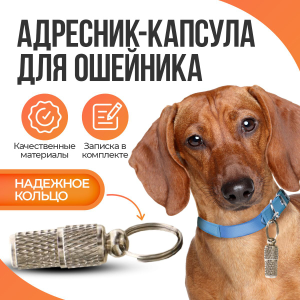 Ошейник для кота: виды, подбор и как приучить — Purina ONE®