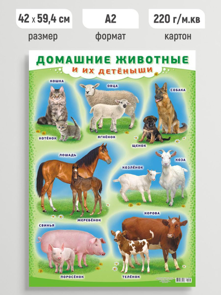 Детский обучающий плакат Домашние животные и их детеныши А2 - купить с ...