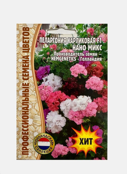 Пеларгонии (Герань) домашних цветов Пеларгония герань карликовая Нано ...