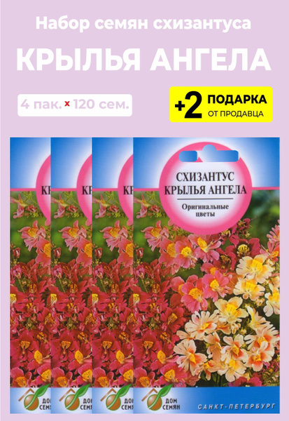 Шизантус (схизантус) For Home And Family Крылья ангела - купить по ...