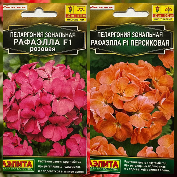 Пеларгонии (Герань) Аэлита Семена многолетних цветов для дома и сада ...