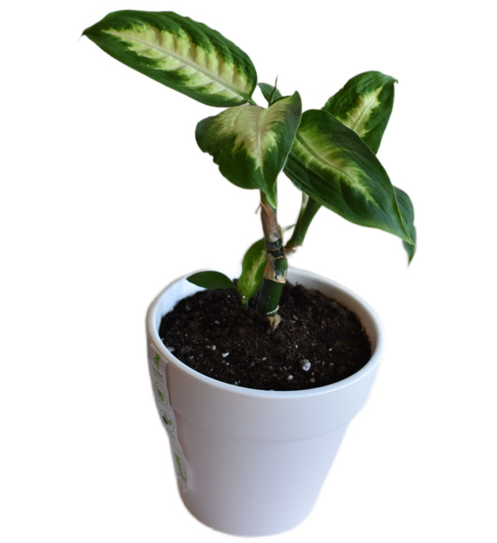 Диффенбахия Диффенбахия Камилла Dieffenbachia maculata Camille, 14 дм ...