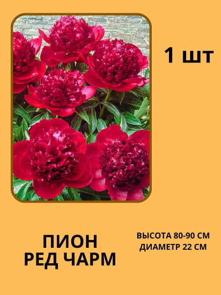 Пионы Корни Пионов - купить по выгодным ценам в интернет-магазине OZON ...