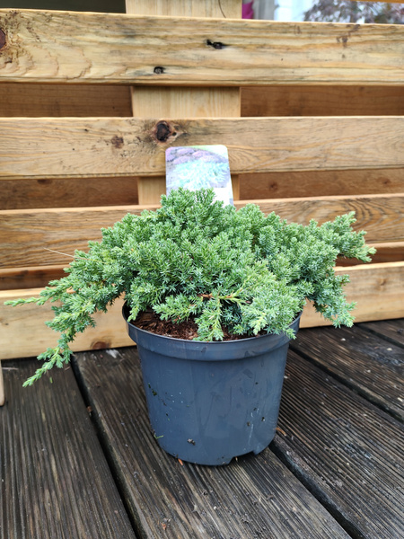 Можжевельник Нана (Juniperus procumbens Nana) C2.5 - купить с доставкой ...