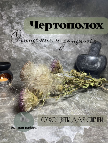 Чертополох сухоцвет для свечей/ пучок - купить с доставкой по выгодным ...