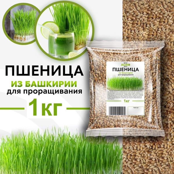 Пшеница для проращивания, микрозелень для проращивания, ростки пшеницы ...