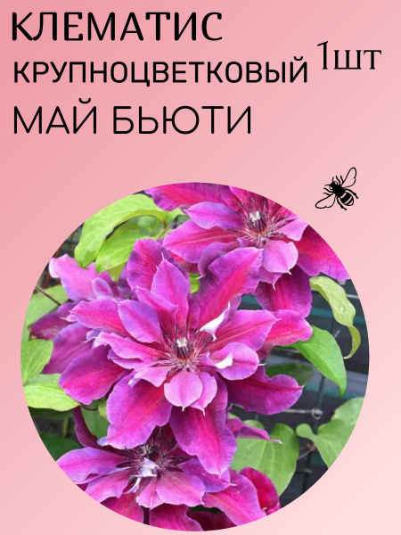 Клематис my beauty - CormanStroy.ru