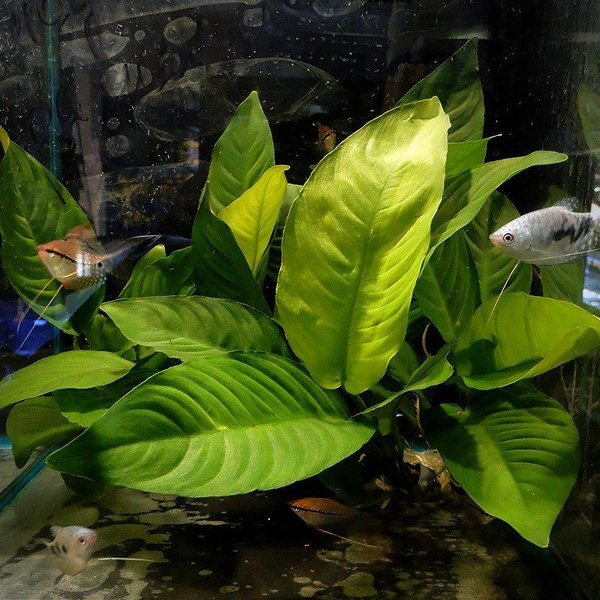 Анубиас разнолистный (Anubias heterophylla) растения аквариумные ...
