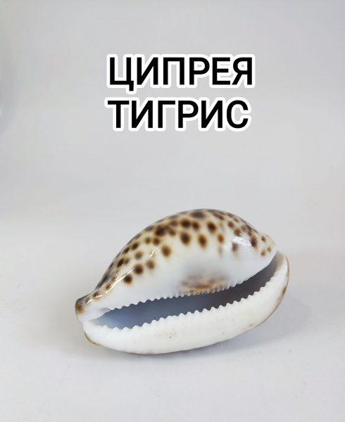 Ракушка большая морская/ ракушка Ципрея Тигрис №4 - купить с доставкой ...