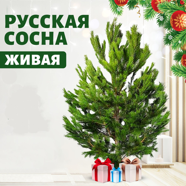 Елка живая Тысяча и 1 Ёлка, 175-200 см - купить с доставкой по выгодным ...