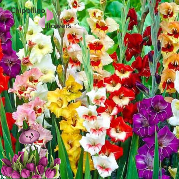 Луковицы Гладиолус Chipollino flowers купить по выгодной цене в ...