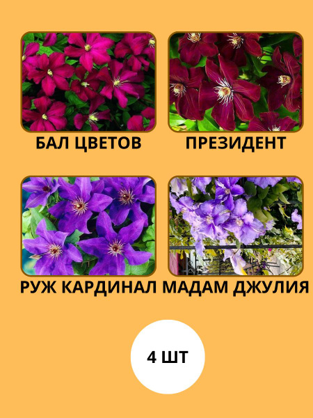 Клематис Бал Цветов Фото И Описание Сорта