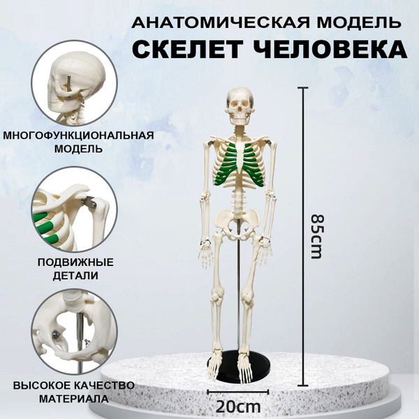Анатомическая модель скелета человека с выделенными ребрами на ...