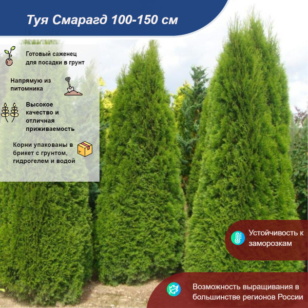 Туя Смарагд 100-150 см - купить с доставкой по выгодным ценам в ...