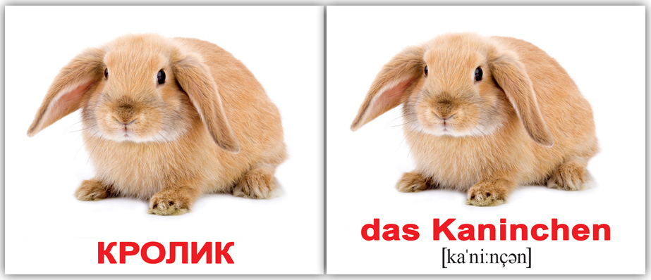 Как будет на английский ваш зайчик. Кролик по английскому. Животные на немецком языке. Карточки животные на немецком языке. Домашние животные на немецком.