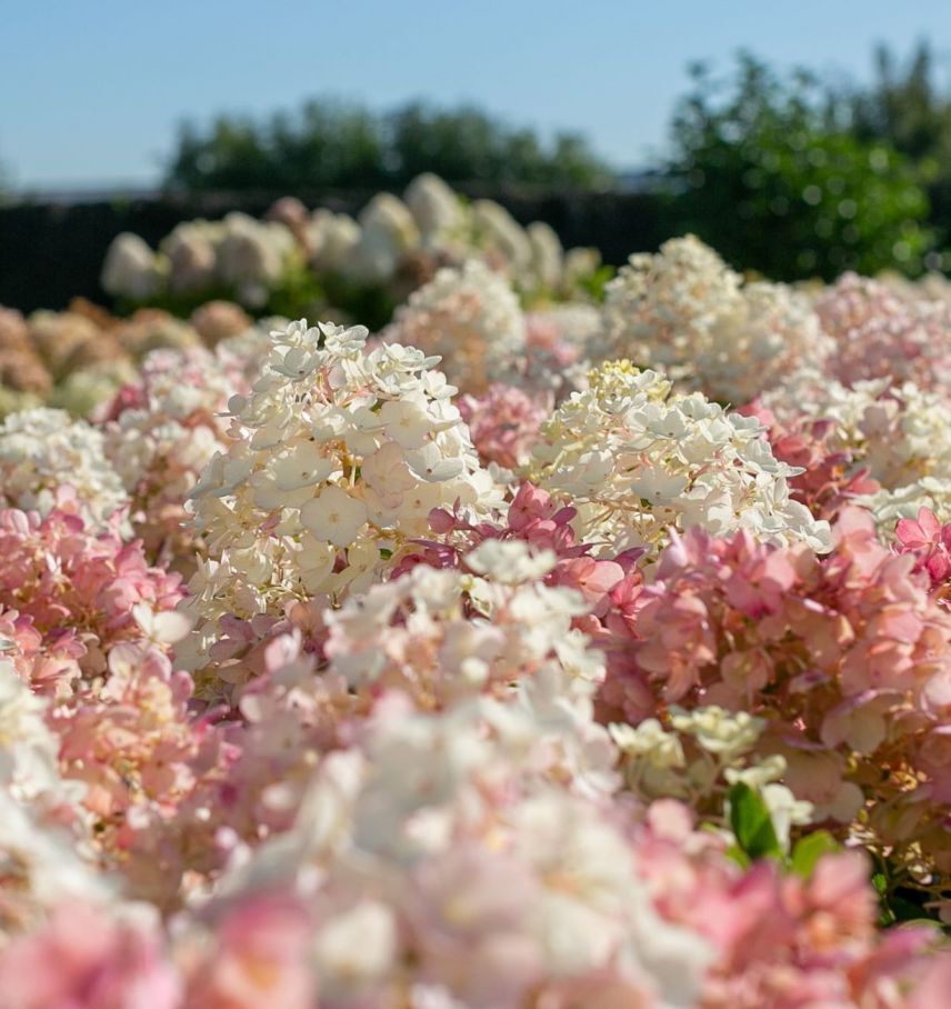 Гортензия little blossom описание и фото