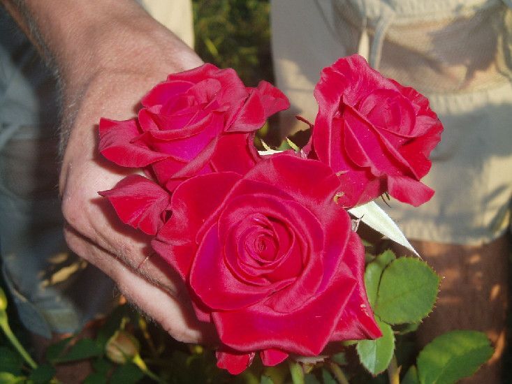 Розы кардинал фото. Розы кардинал (кордес). Розы кардинал фото. Розы кардинал (кордес). Роза чайно-гибридная кардинал.