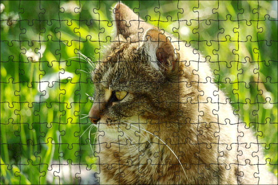 Зачем природе кошки. Кошки. Зачем природе кошки. Дикая лесная кошка. Кошка сидит.