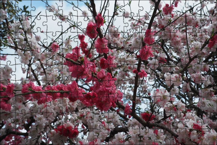 Red blossom. Дерево персика Японии. Персиковое дерево цветет Сакура. Цветение персика в Китае. Сакура вишня кустарник.