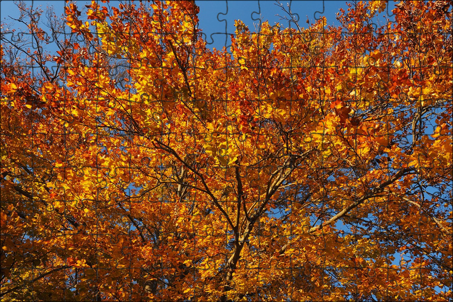 Бук осенью фото Магнитный пазл 27x18см."Бук, европейский бук, fagus sylvatica" на холодильник - 