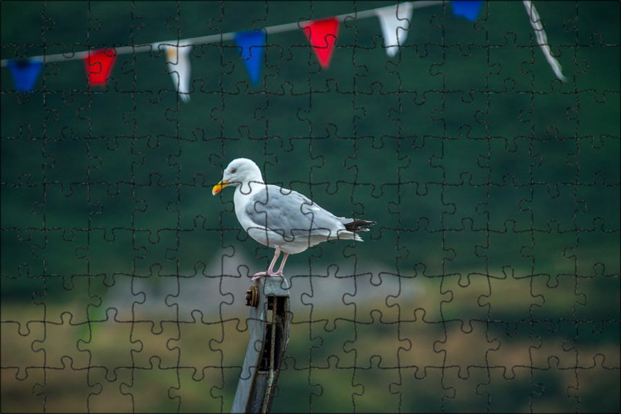 Чайка весенняя 12