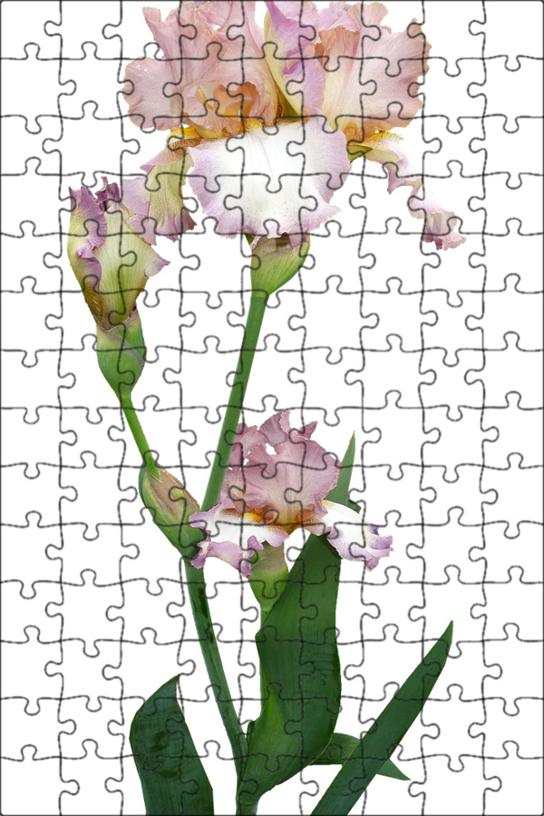 Файл iris png был выложен в интернете