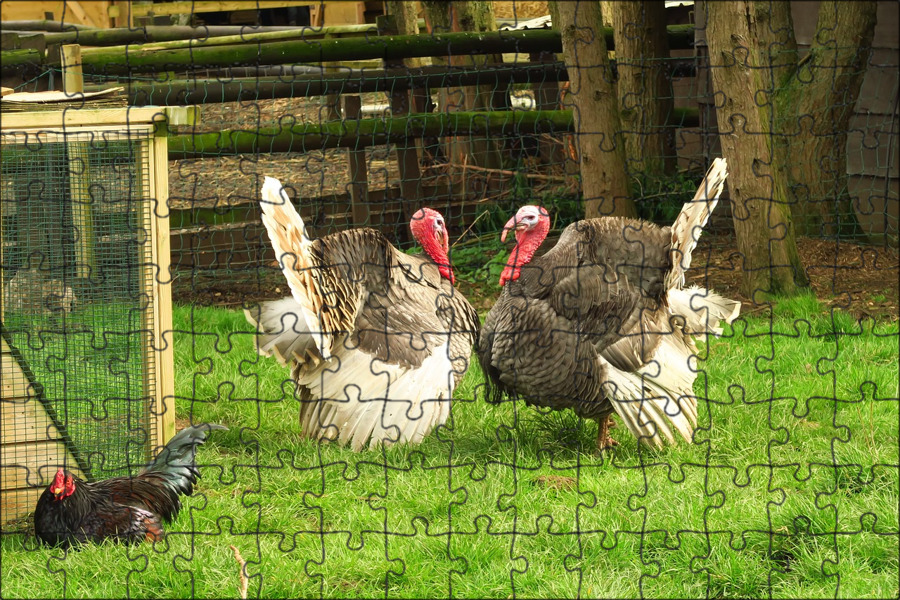 Free Images : nature, grass, wing, prairie, wildlife, beak, fowl, fauna, poultry