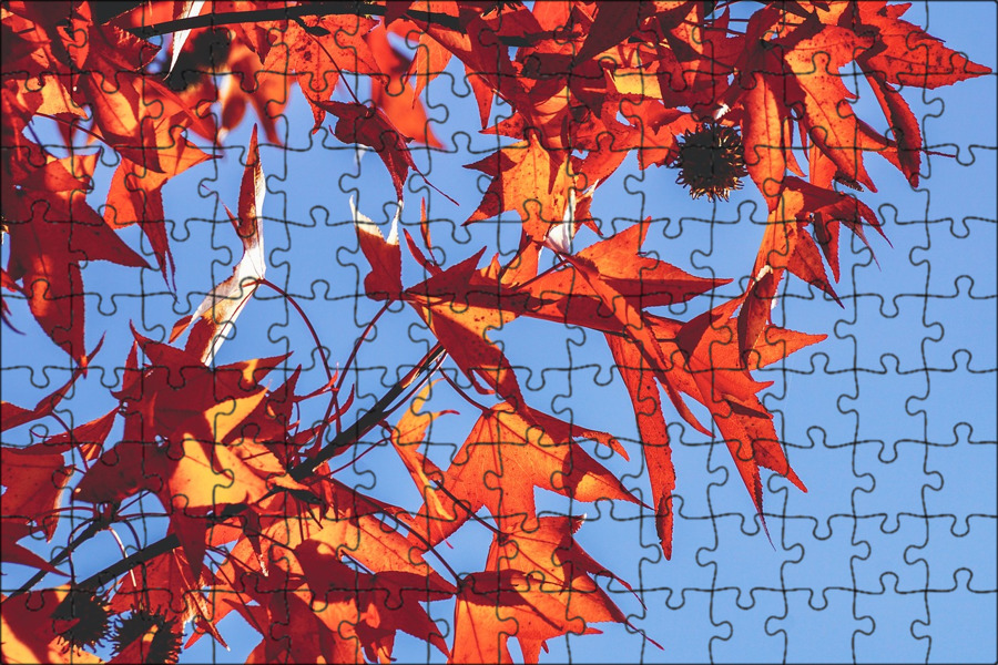 In autumn leaves fall from the trees. In autumn leaves fall from the trees