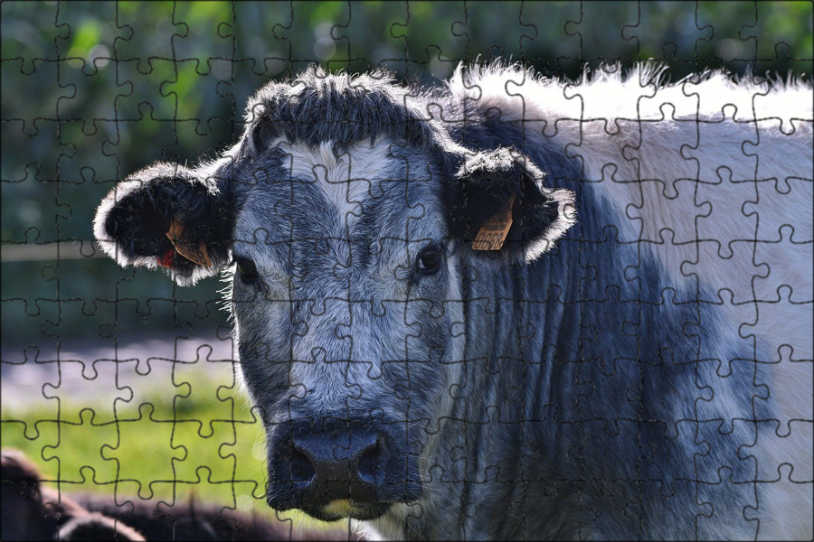 козебык. обрак порода. корова это млекопитающее. обрак порода коров. корова это млекопитающее.