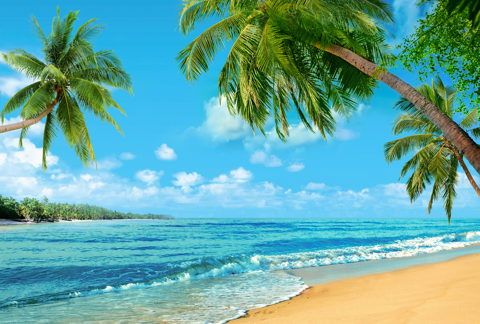 пальма пляж волна