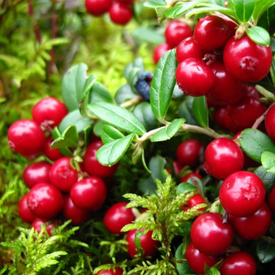 Дикая брусника. Брусника (Vaccinium Vitis-idaea). Брусника Санна. Клюква Болотная. Брусника ред Перл.