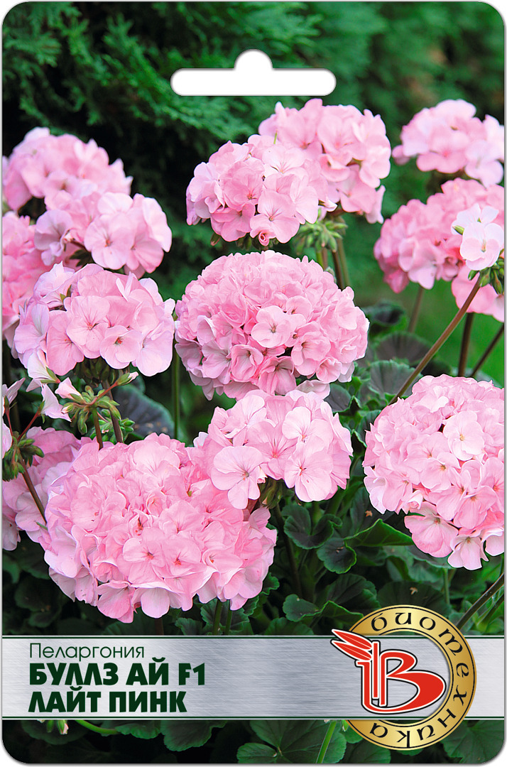 пеларгония биотехника буллз ай скарлет. пеларгония буллз ай f1 салмон.