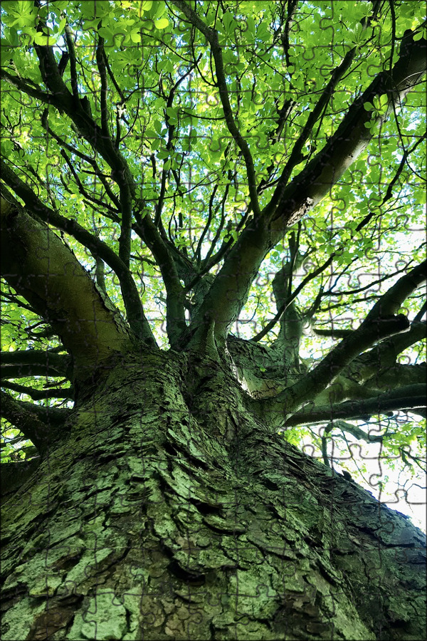 Куинингхэми дерево. Дерево с большой кроной. Ива желтая плакучая. Ива ветла ракита. Дерева тол.