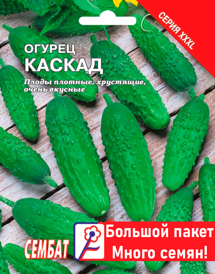 Огурец Каскад отзывы фото Огурец Каскад: отзывы + фото