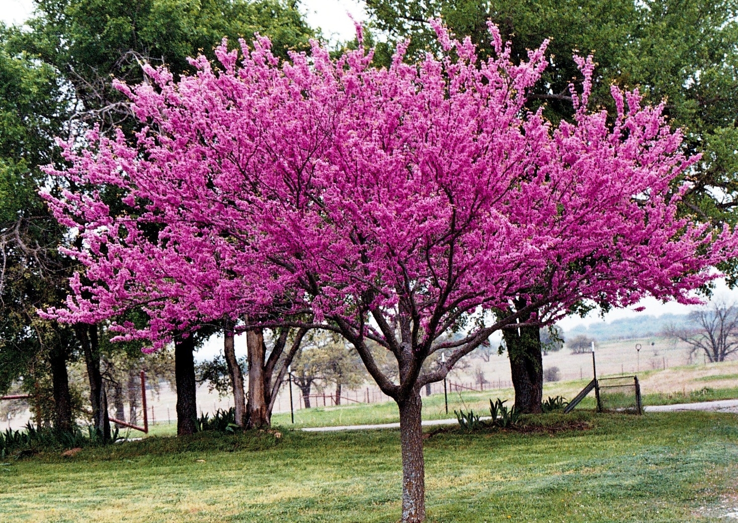 Декоративные деревья цветущие фото с названиями
