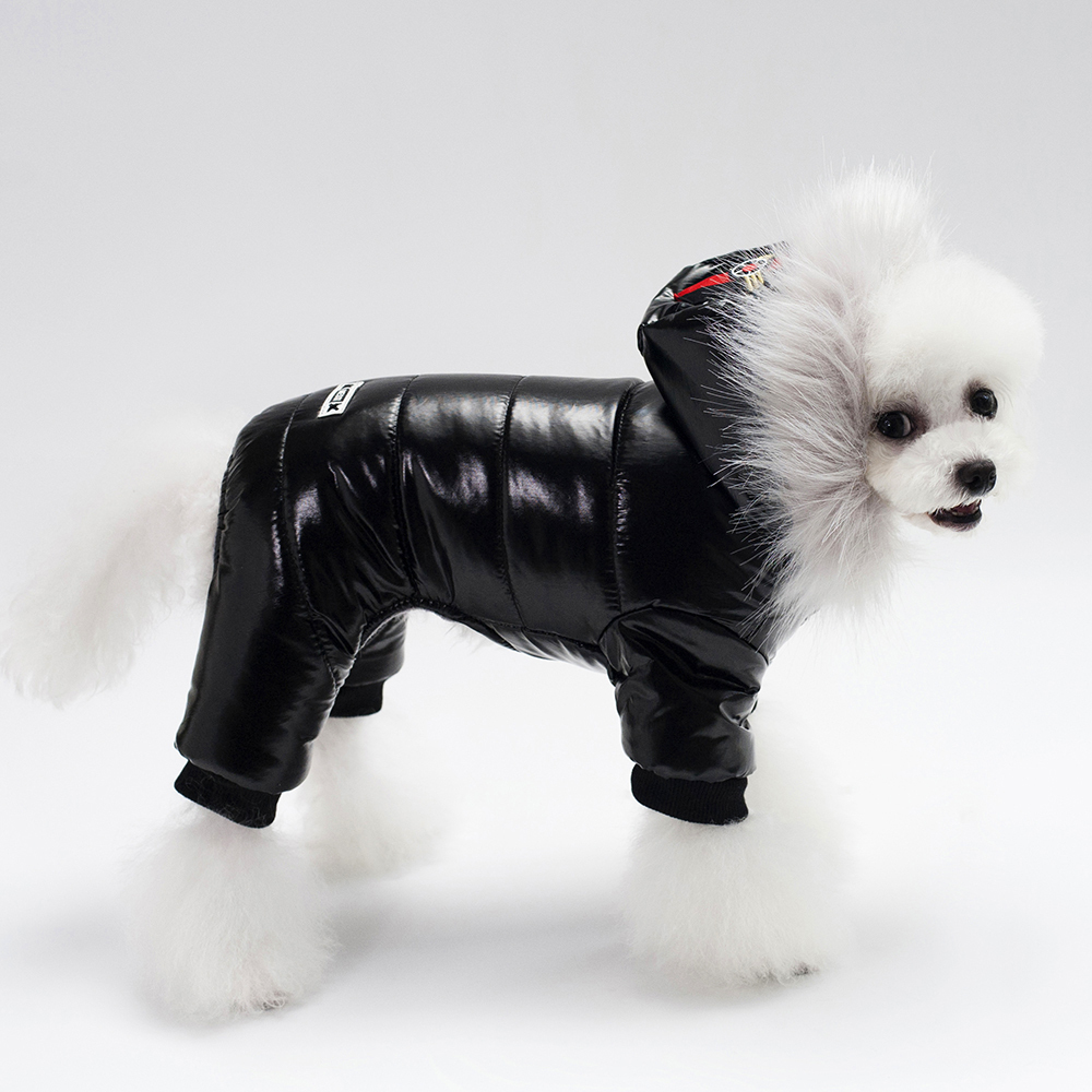 Собака в куртке с капюшоном