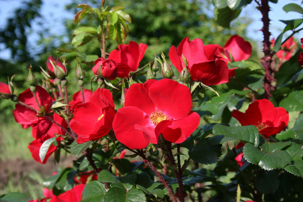 Роза ругоза robusta