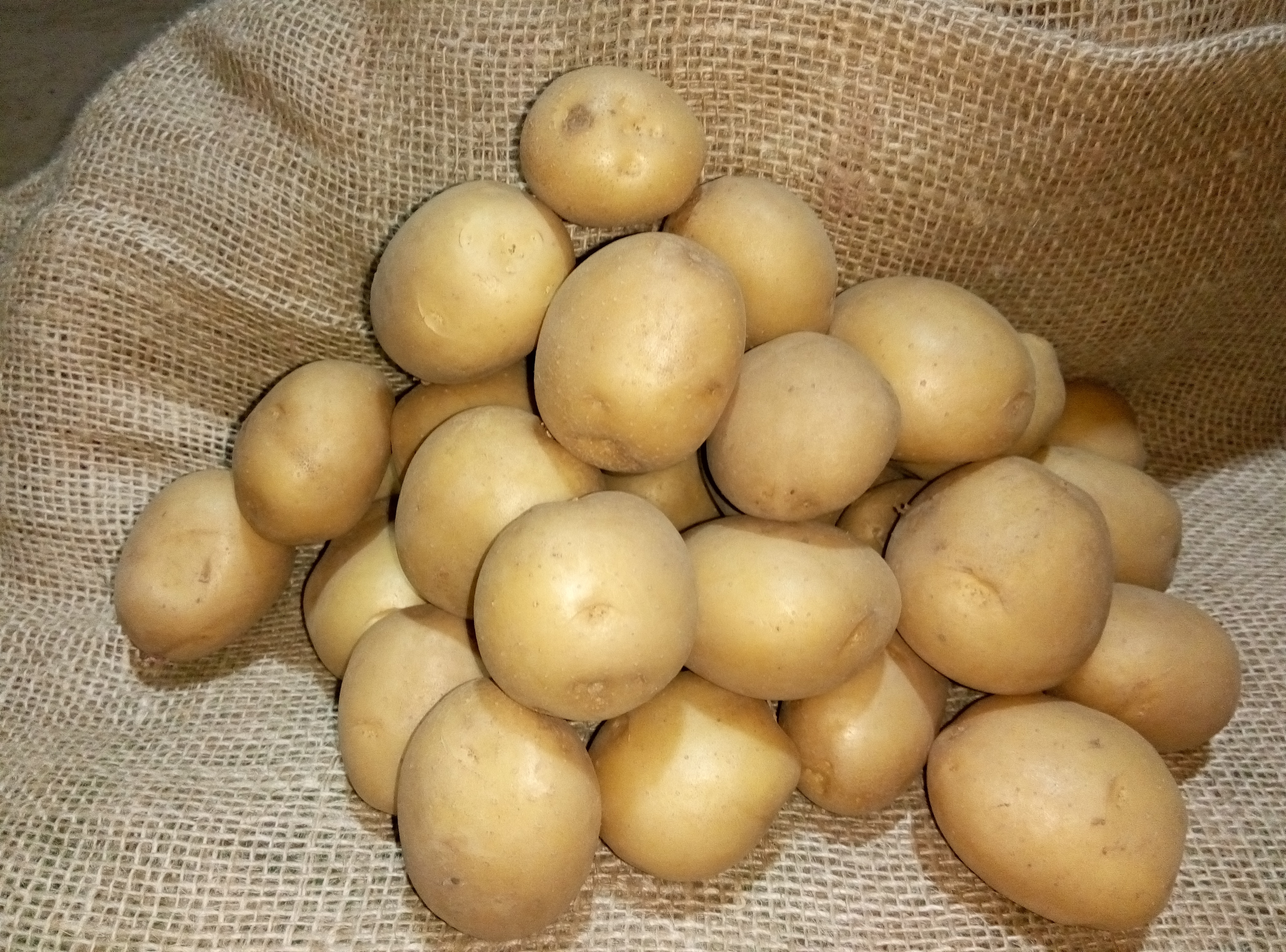 Семенной картофель Ривьера