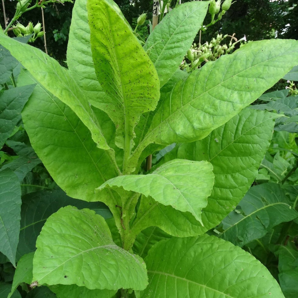 Табак Nicotiana tabacum