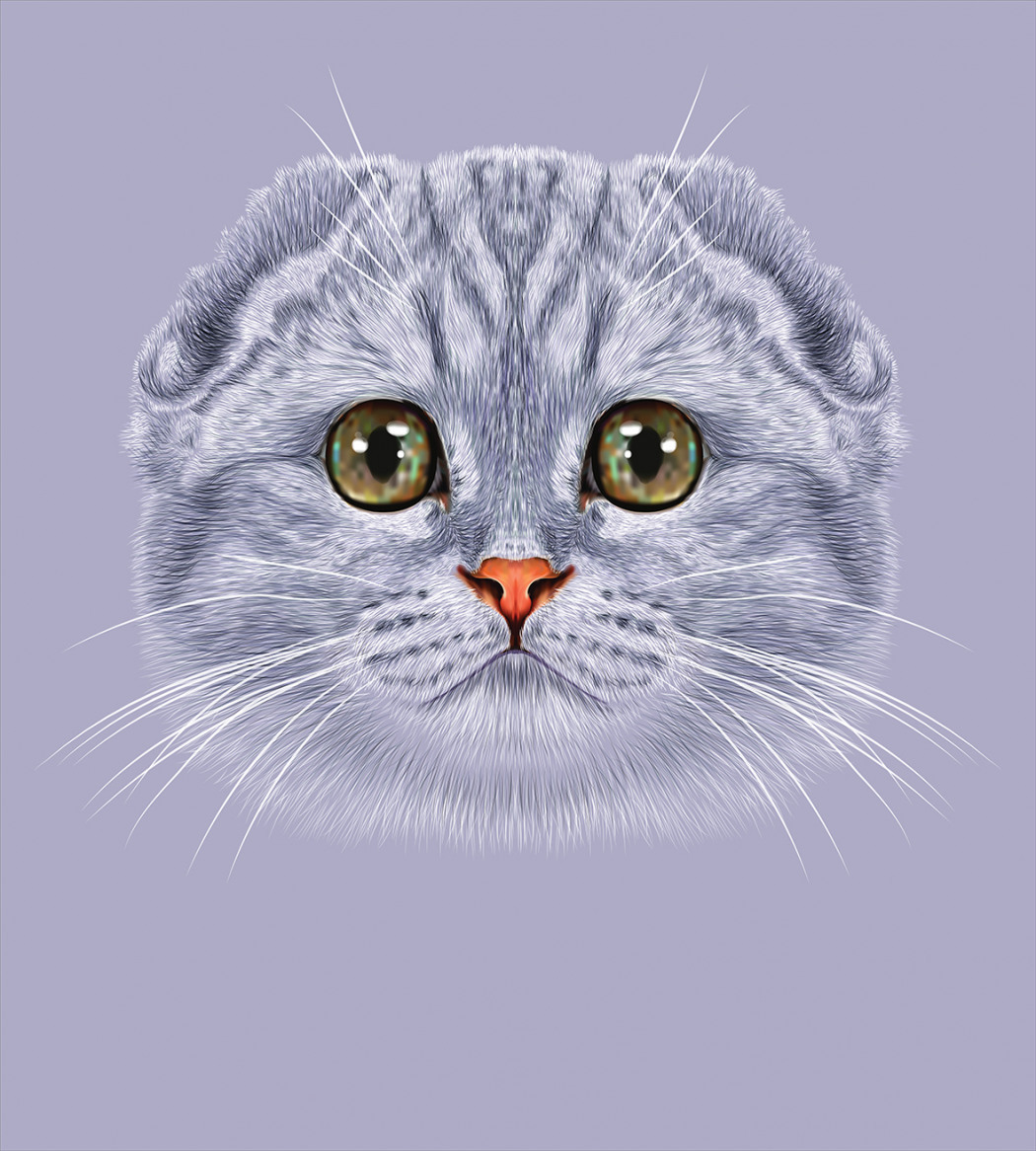 Шотландская кошка рисунок