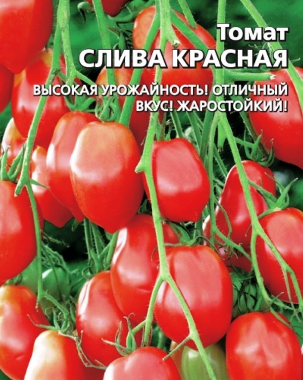 Томаты слива описание сорта фото отзывы