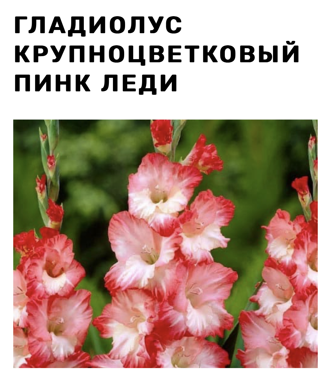 Гладиолус пинк леди