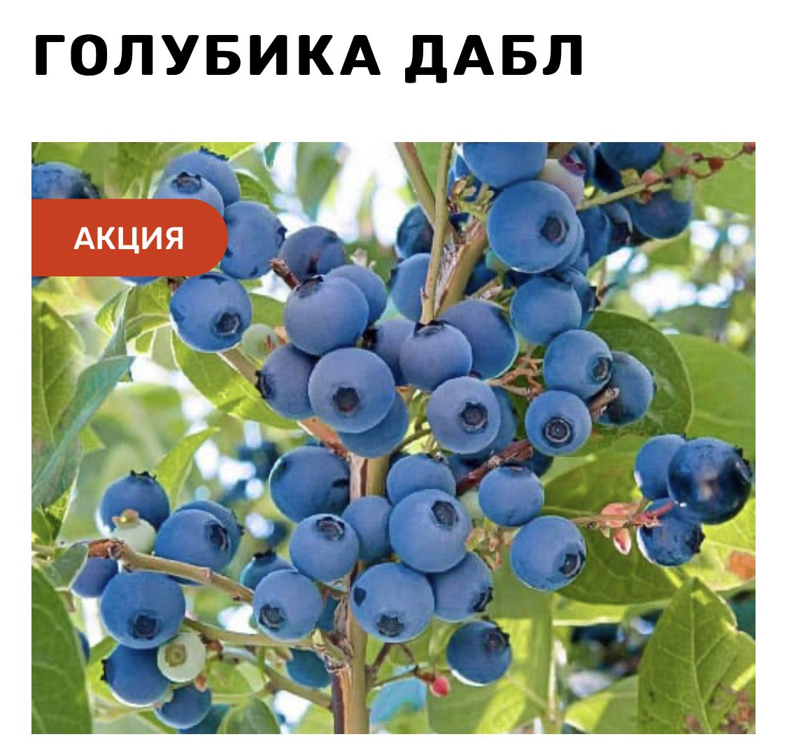 Голубика 3 х летняя. Голубика Дабл. Голубика Северная. Черника Блю Стар. Голубика Нортланд 2-Летка 25-40см 1.6л