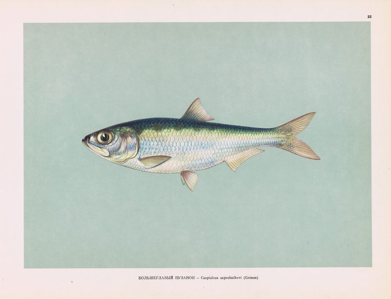 Рыба а г л. Рыба бангус. Длиннопёрый тунец. Обыкновенный сом. Ставрида океаническая.