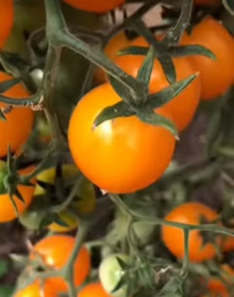 Томат монеточка семена алтая. Сорт томата монеточка. Томат сибирский черри. Помидоры семена алтая сорт цыпочка. Томат монеточка фото.