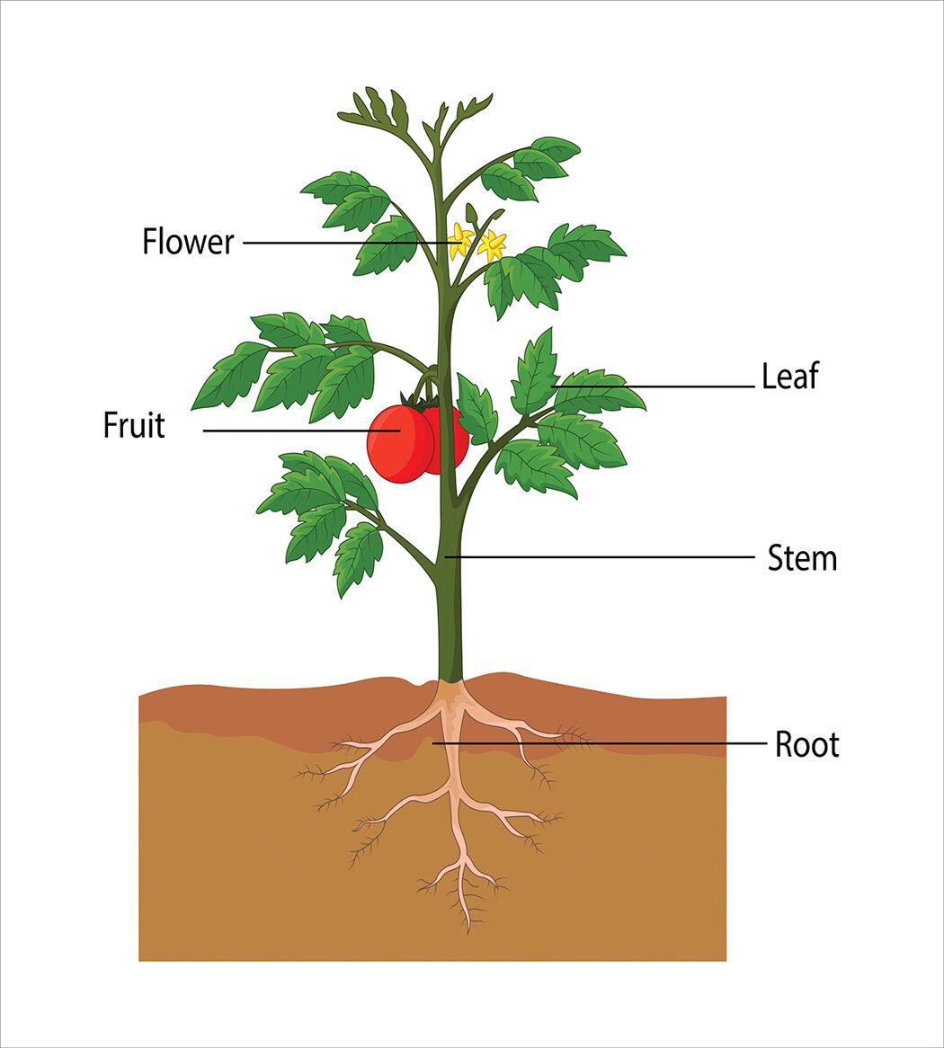 Строение помидора схема