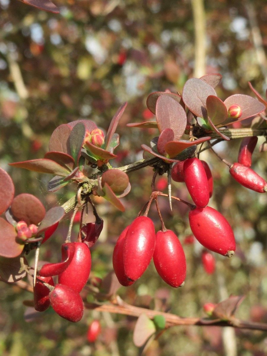 Семена Барбарис тунберга (Berberis thunbergii), 20 штук