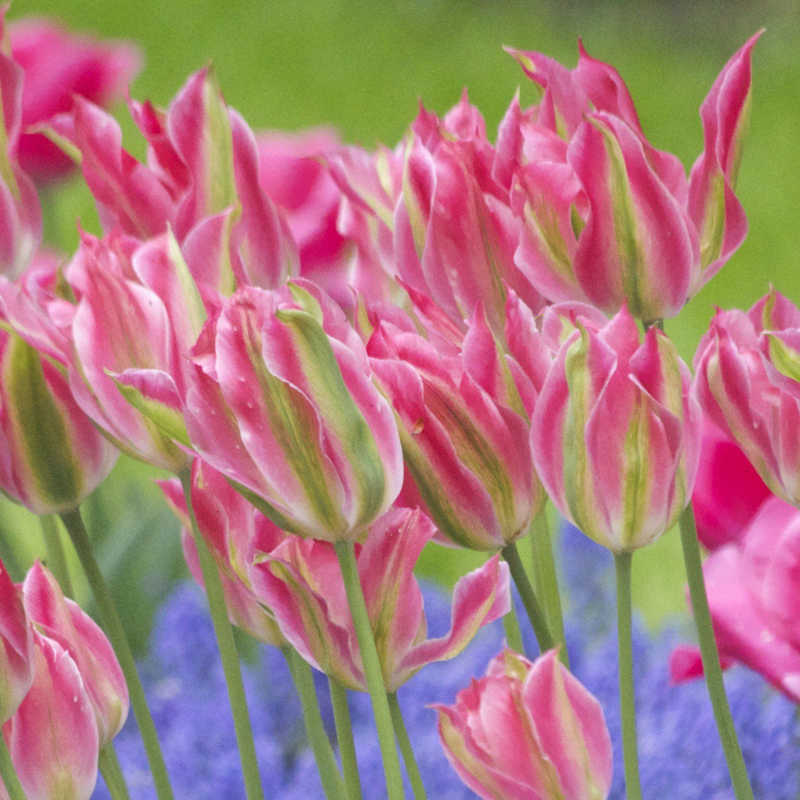 Тюльпан Belles tulipes