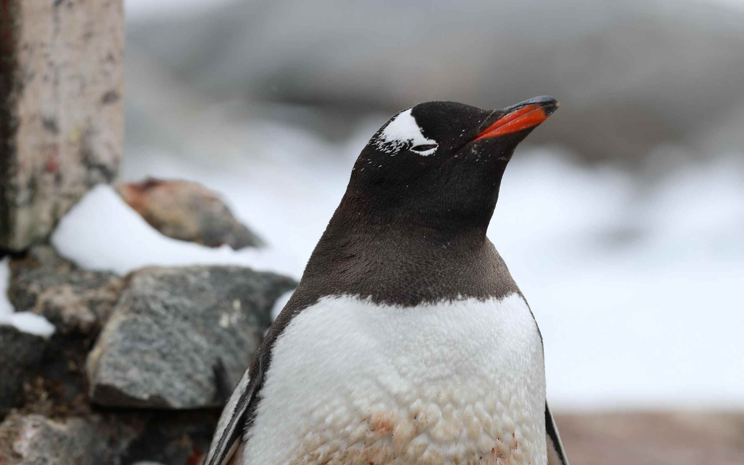 язык пингвина фото